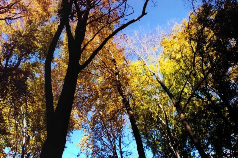 Wald im Herbst