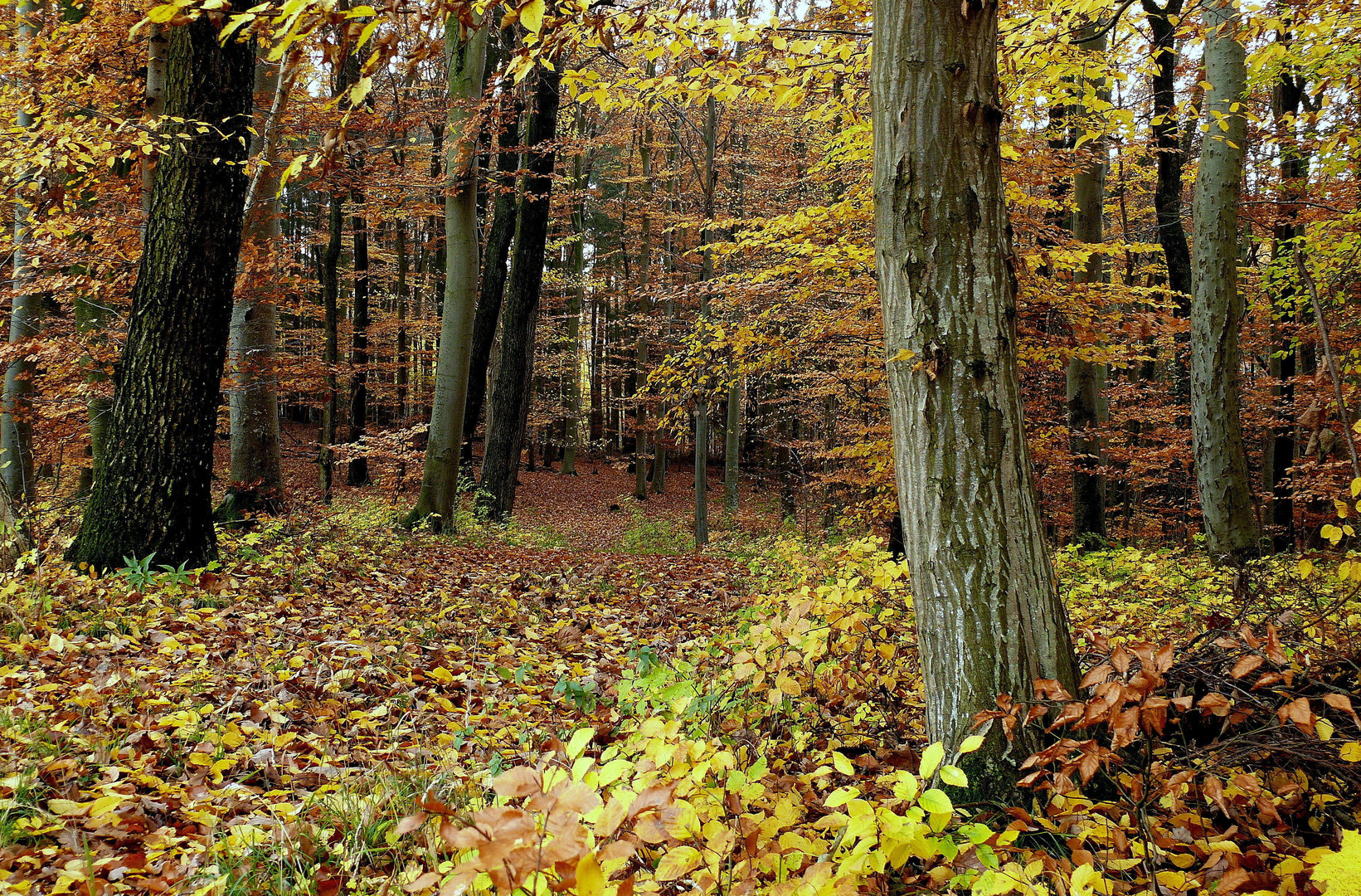 Wald im Herbst