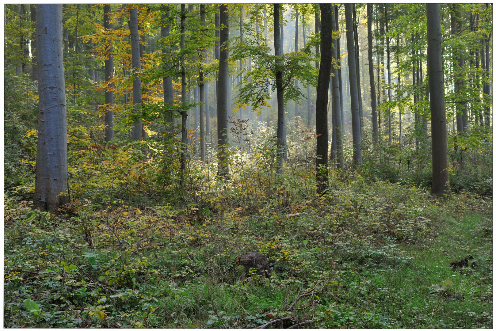 Wald im Herbst II (Bosque en otoño II)