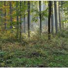 Wald im Herbst II (Bosque en otoño II)