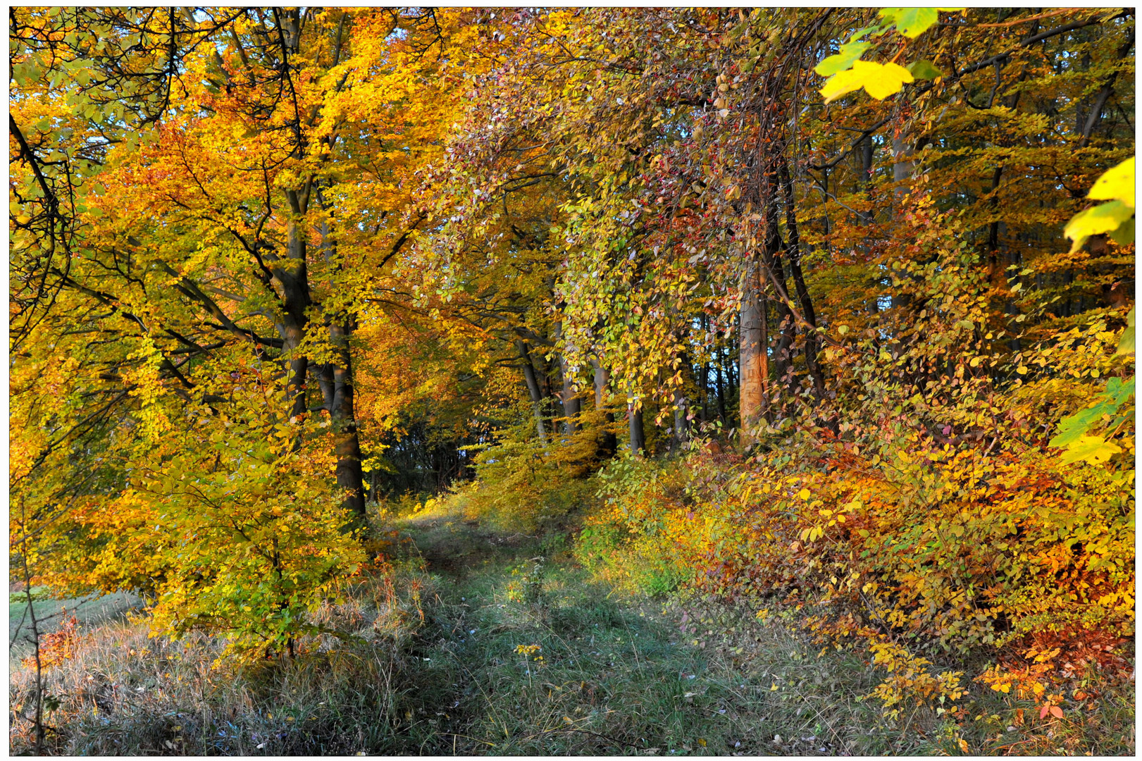 Wald im Herbst III (Bosque en otoño III)