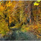 Wald im Herbst III (Bosque en otoño III)