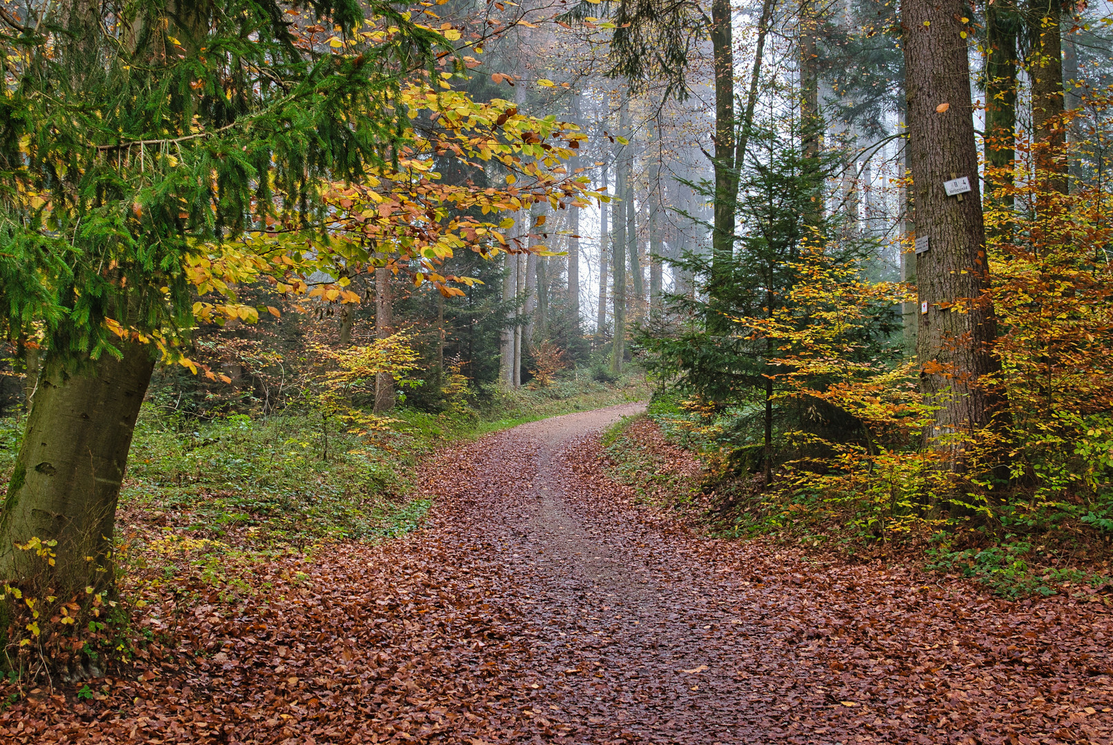 Wald im Herbst mit Nebel 