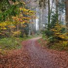 Wald im Herbst mit Nebel 