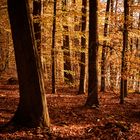 Wald im Herbst_1