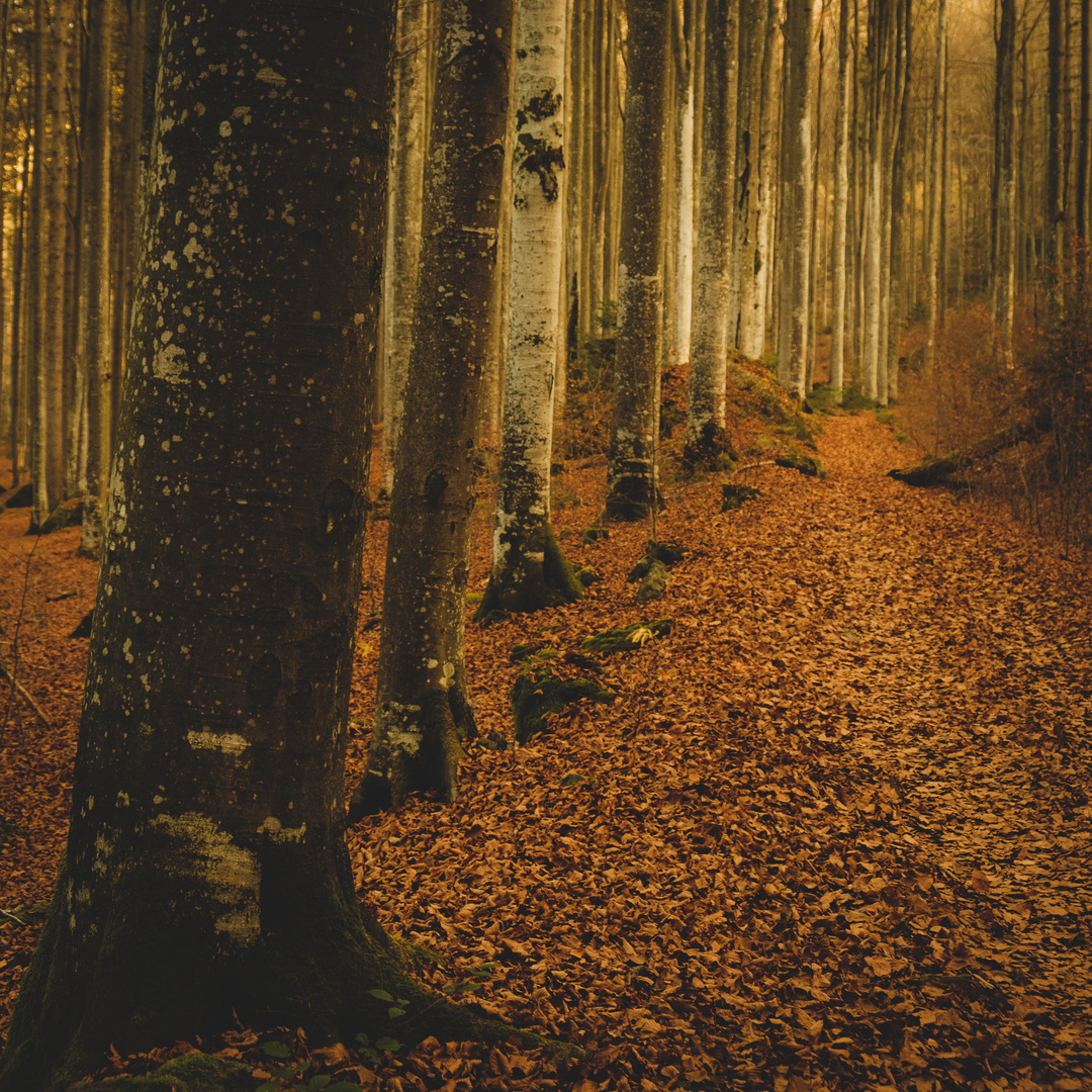 Wald im Herbst_2