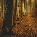 Wald im Herbst_2