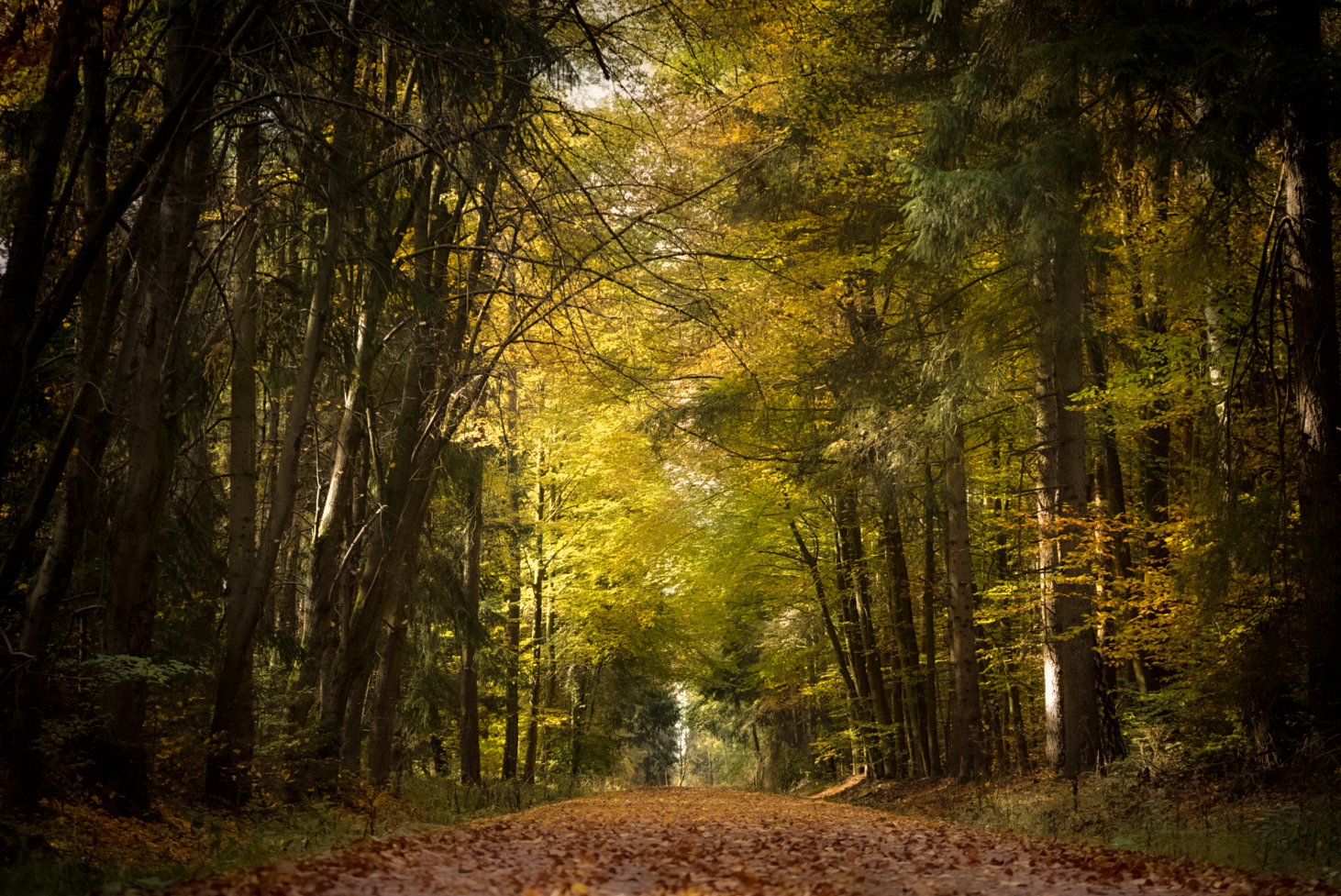 Wald im Herbstkleid 