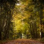 Wald im Herbstkleid 