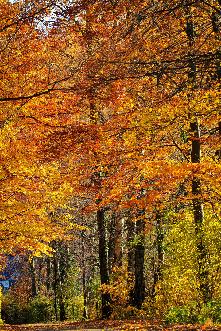 Wald im Herbstkleid