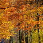 Wald im Herbstkleid