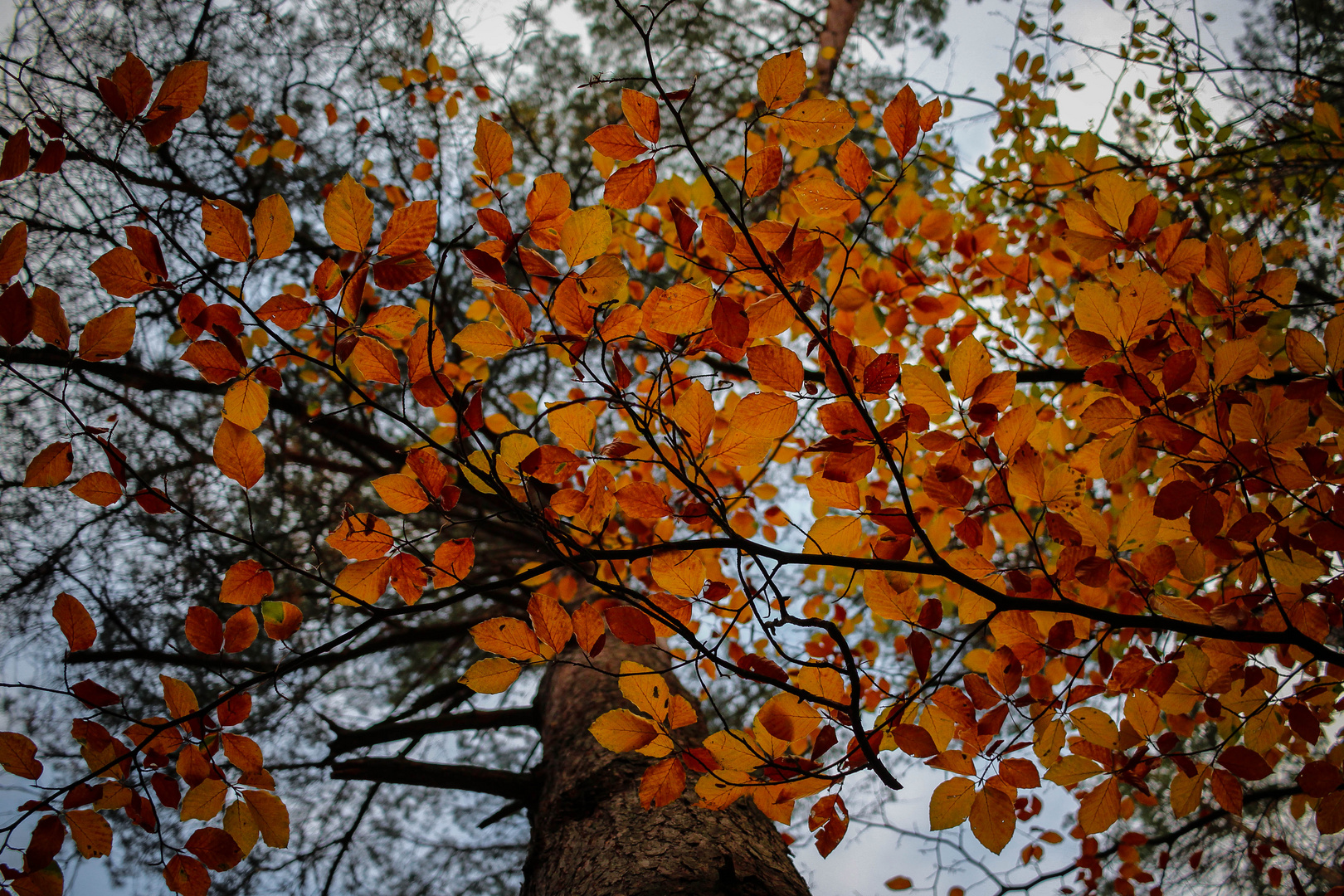 Wald im Herbstkleid II
