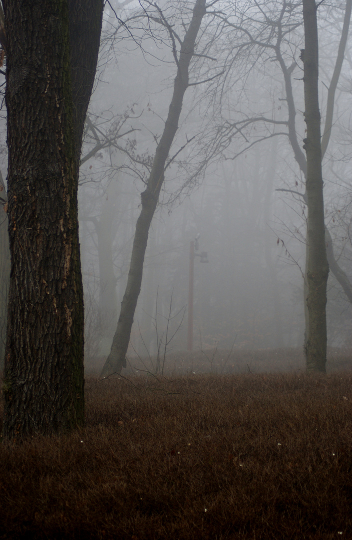 Wald im herbstlichen Nebel