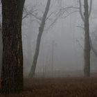 Wald im herbstlichen Nebel