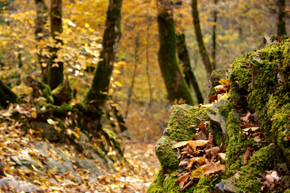 Wald im herbstlichen Outfit