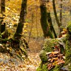 Wald im herbstlichen Outfit