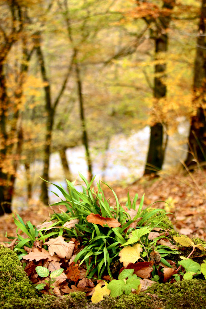 Wald im herbstlichen Outfit III