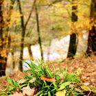 Wald im herbstlichen Outfit III