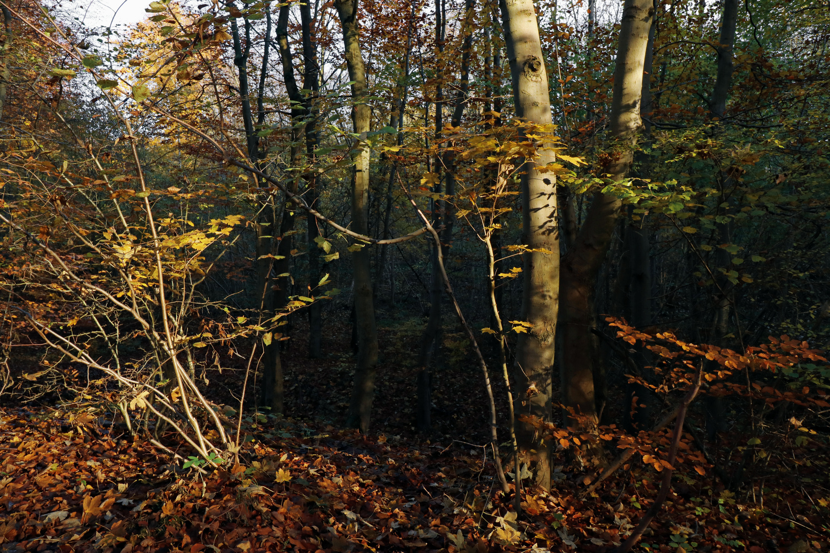 Wald im Herbstlicht