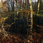 Wald im Herbstlicht