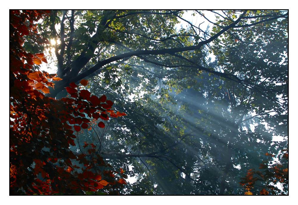 Wald im Herbstlicht