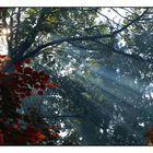 Wald im Herbstlicht