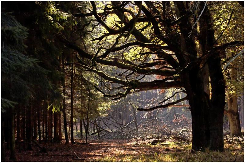 Wald im Herbstlicht...