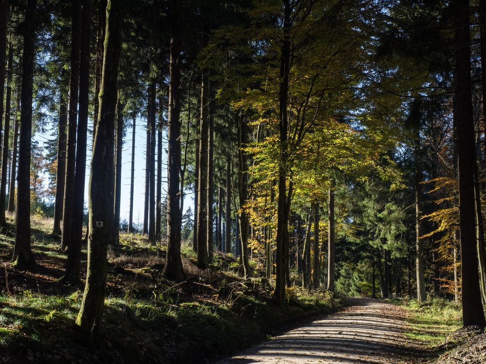 Wald im Herbstlicht, früher Nachmittag