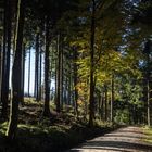 Wald im Herbstlicht, früher Nachmittag