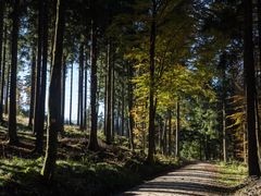 Wald im Herbstlicht, früher Nachmittag