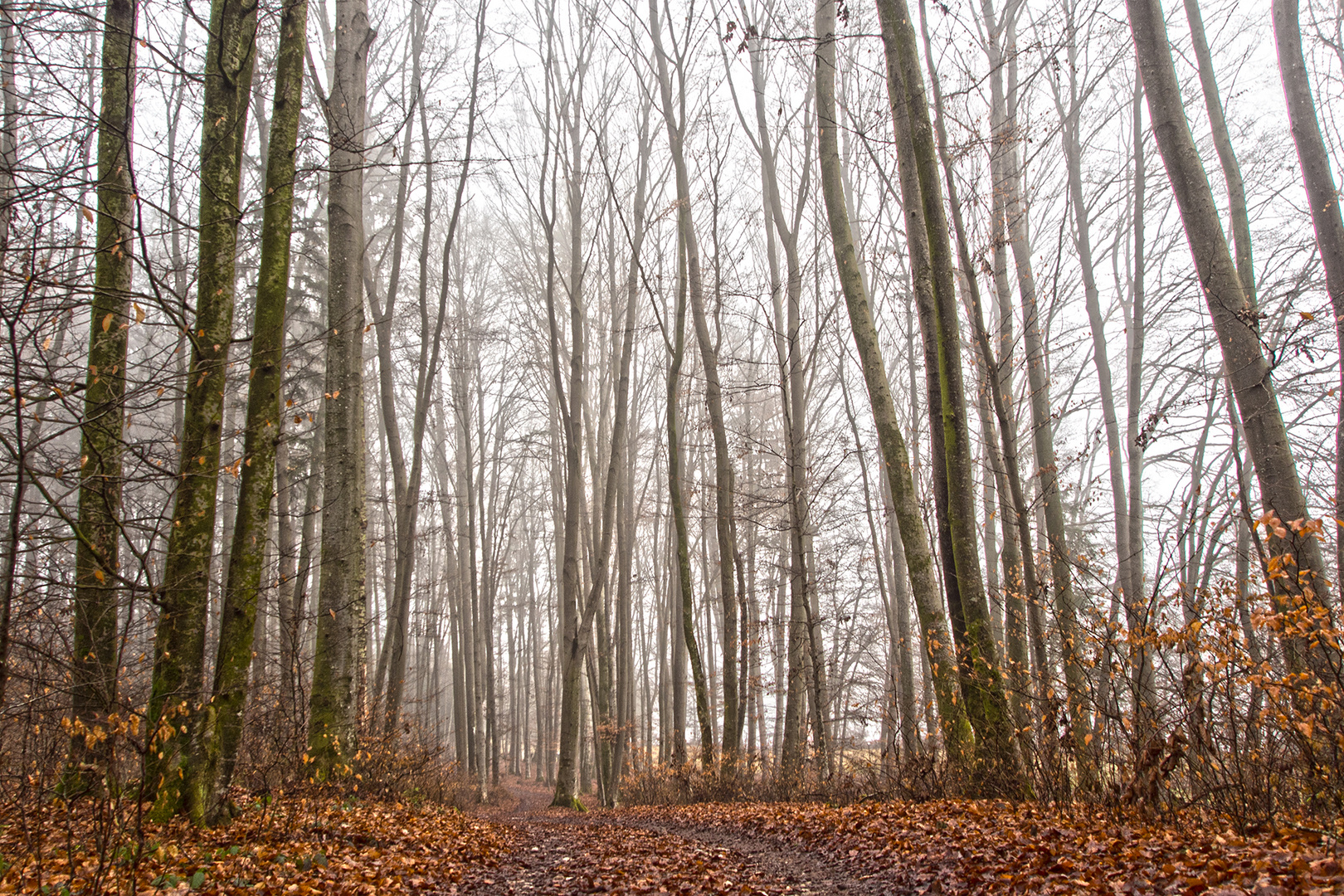 Wald im Herbstnebel