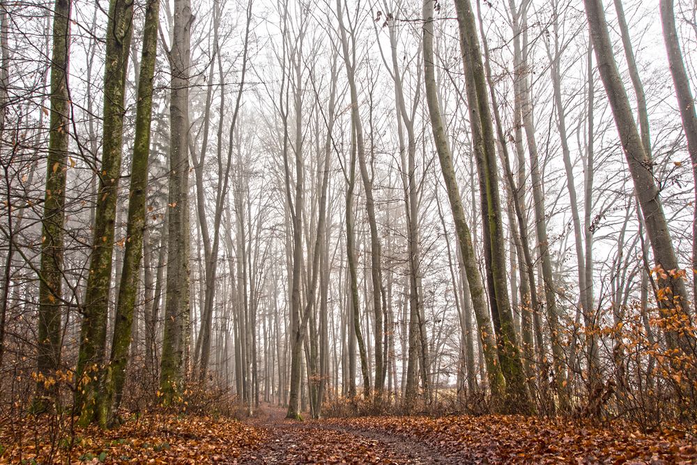 Wald im Herbstnebel