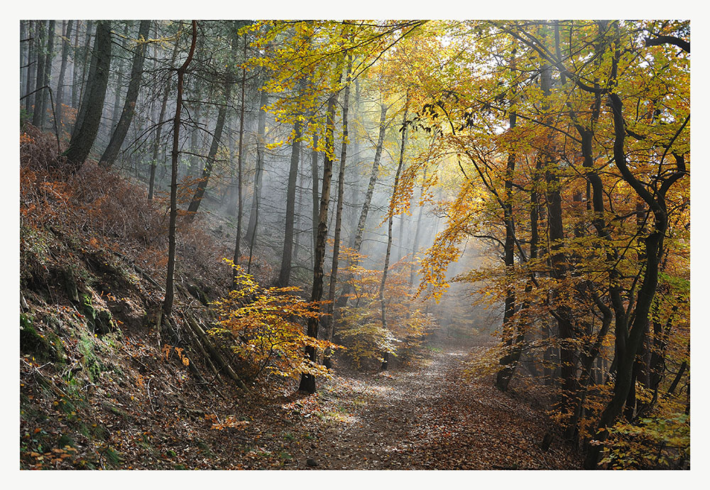 Wald im Herbstnebel