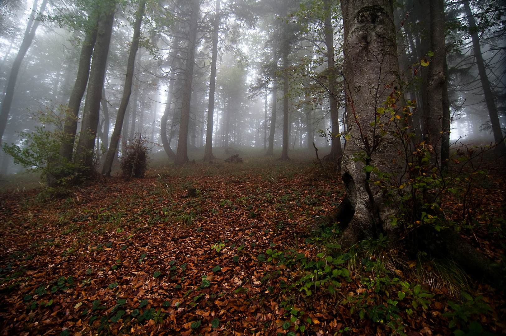 Wald im Herbstnebel