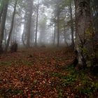 Wald im Herbstnebel