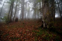 Wald im Herbstnebel