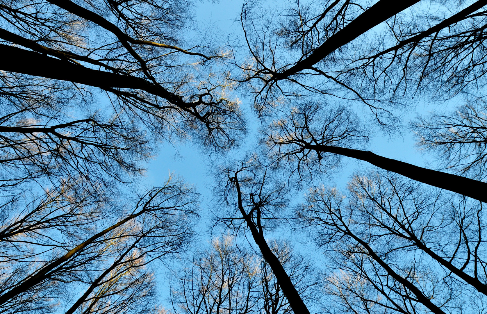 wald im himmel