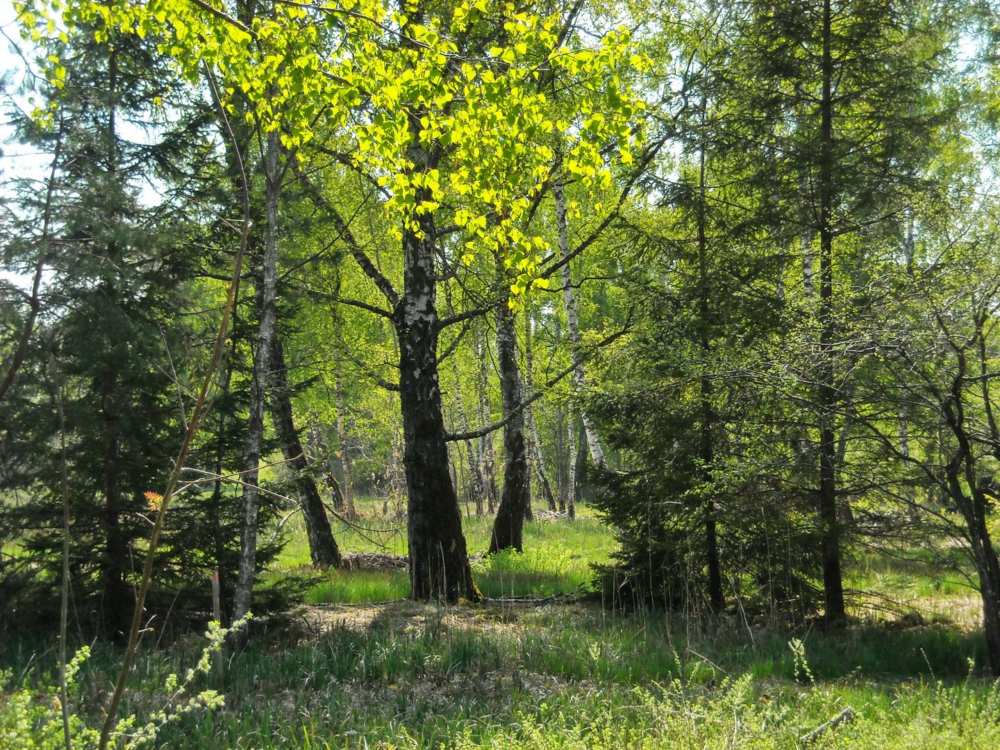 Wald im Hochmoor des Pfäffiger Sees Foto & Bild landschaft, moor