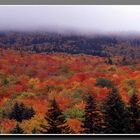 Wald im Indian Summer