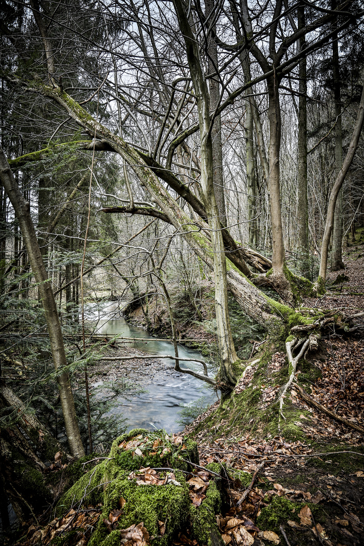 Wald im Januar