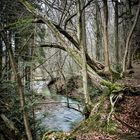 Wald im Januar