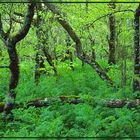 Wald im Killarney National Park