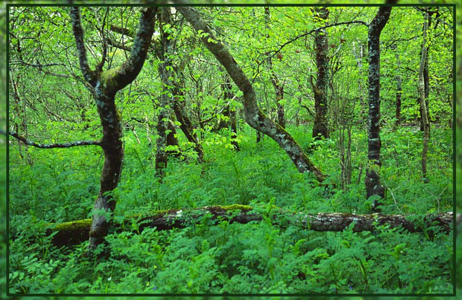 Wald im Killarney National Park