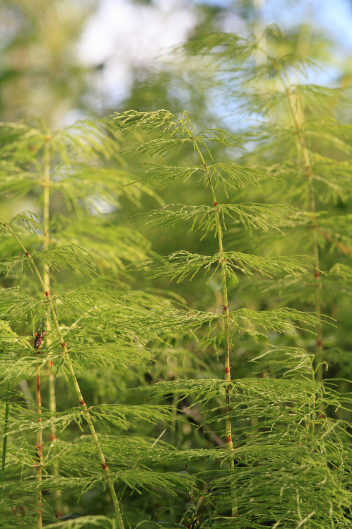 Wald im Kleinen