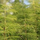 Wald im Kleinen