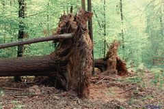 Wald im Klimawandel