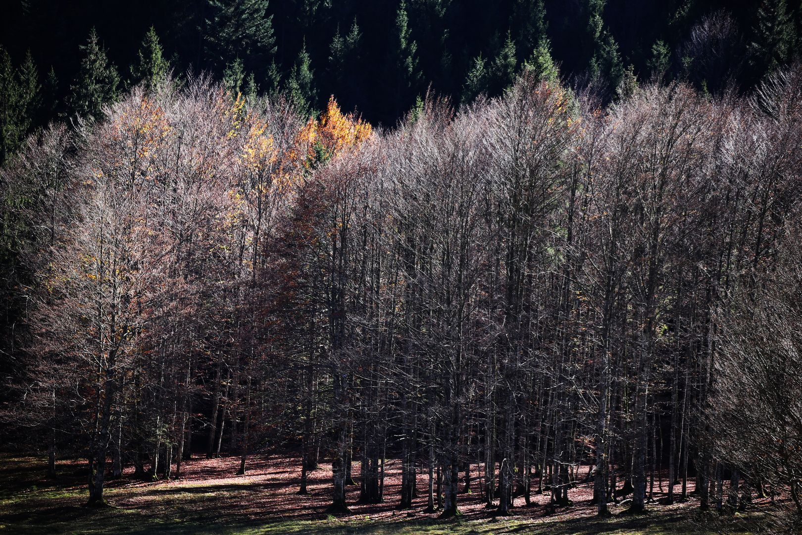 Wald im Licht