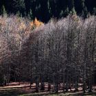 Wald im Licht