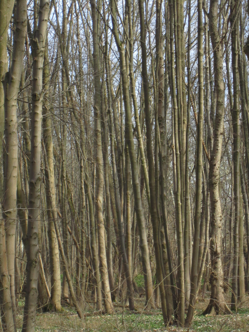 Wald im März 2015