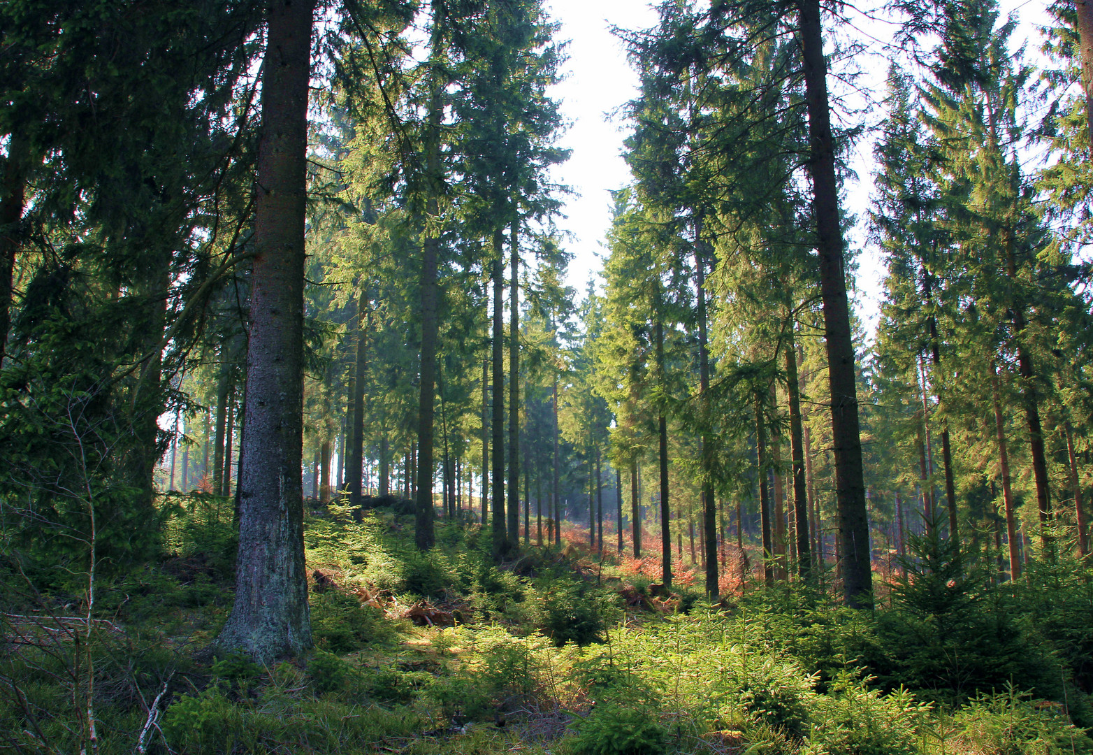 Wald im März